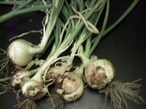 Onion Harvest