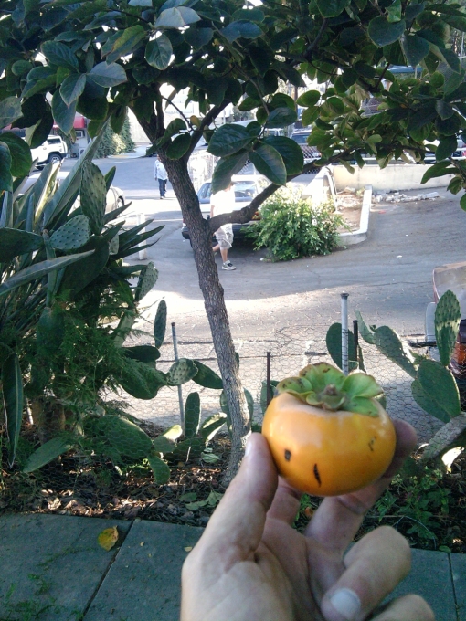 Persimmon fruit in my hand, persimmon tree in the background